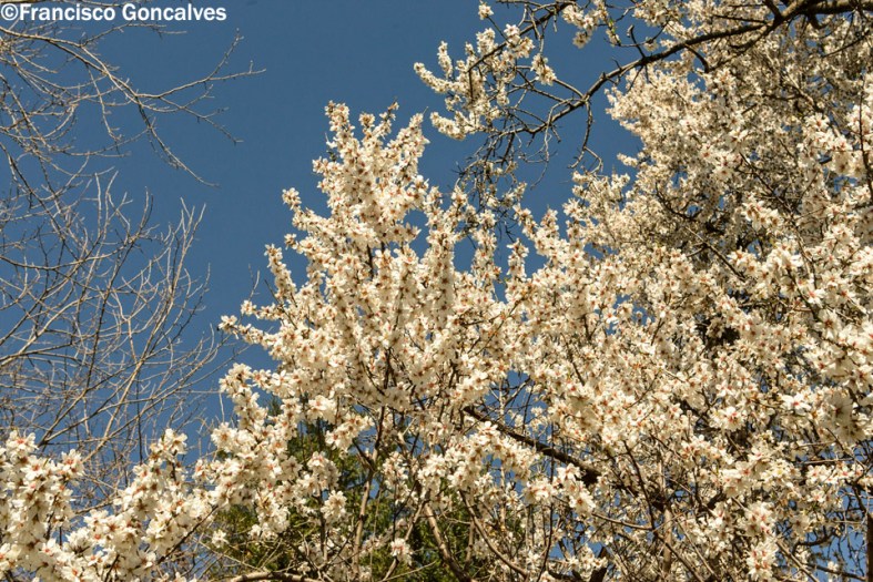 El lugar estaba lleno de almendros en flor / The place was full of almond trees in bloom