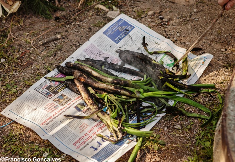 Los calçots, casi listos / Tha calçots, almost ready