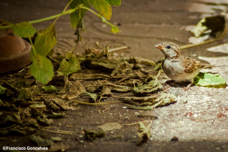 Desde marzo tenemos familias de gorriones que hacen vida en nuestro patio.