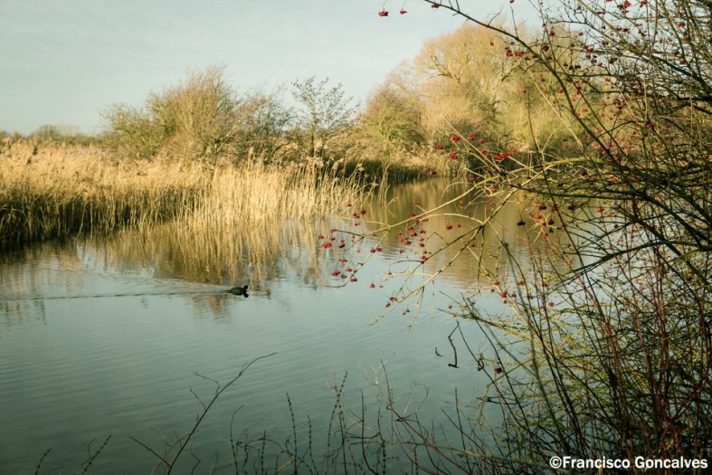 Hay puestos de observación de aves.