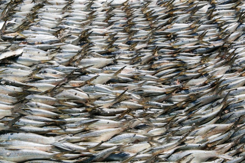 Pescado secándose al sol