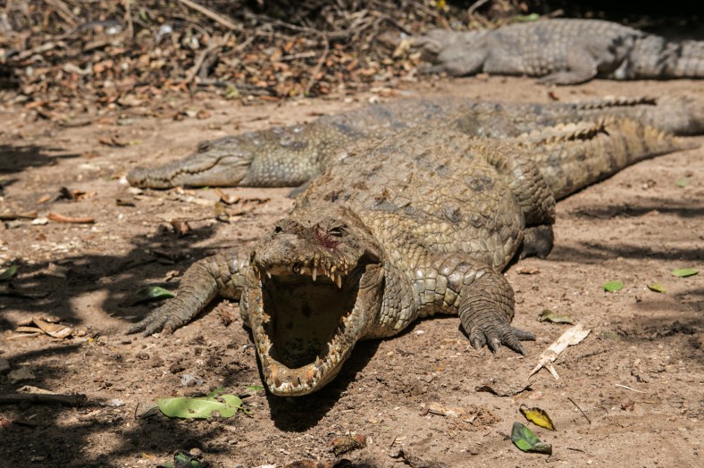 Cocodrilo en Kachically