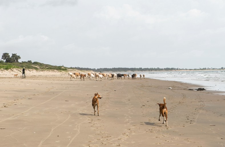 Vacas en la playa