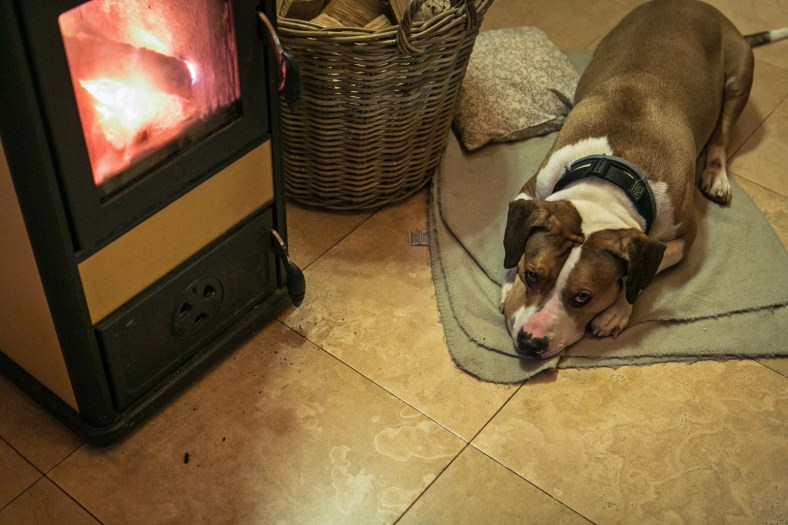 El perro feliz junto a la estufa