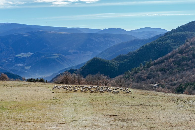 Hay más ovejas que habitantes en Argestues