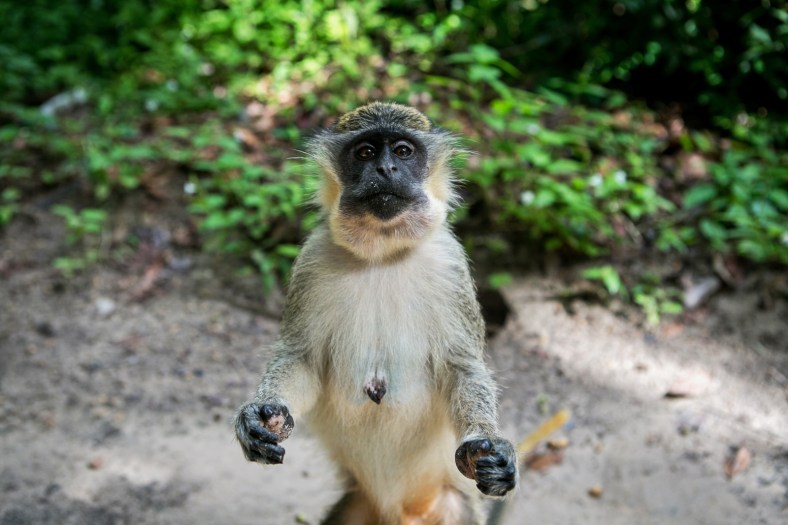 Mono verde en Bijilo Forest Park