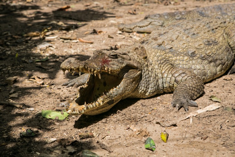 Cocodrilo del Nilo en Kachikally