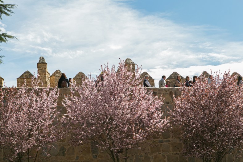 Almendros y la muralla, vistas típicas de Ávila