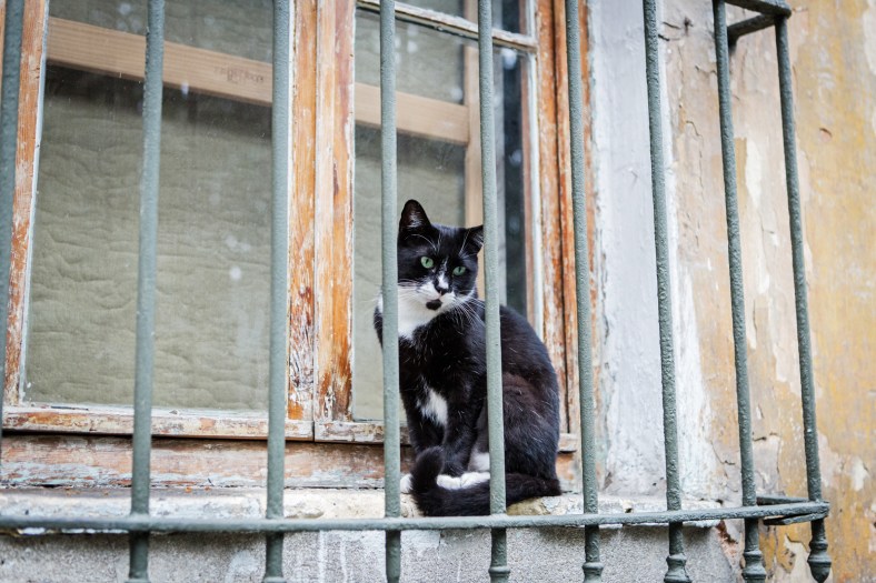 Gato en Beyoglu
